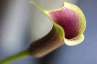 The deep-throated calla lily with its deeply embedded pollen stamens makes an excellent choice for those with allergies .