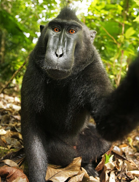 crested black macaque