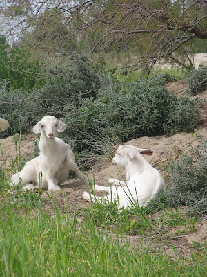 Mastichari Spring Goats
