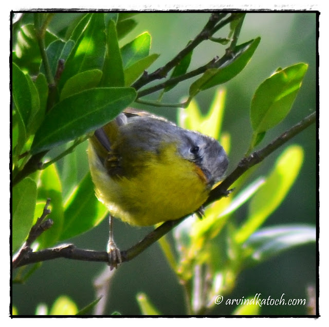 Grey-hooded, warbler, Himachal, Himalayan, bird,