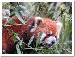 1983 China - Chengdu - Panda Breeding Center