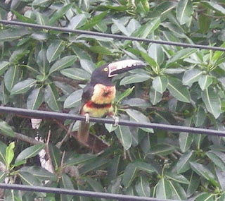 Collared Aracari, Pteroglossus torquatus, La Ceiba, Honduras