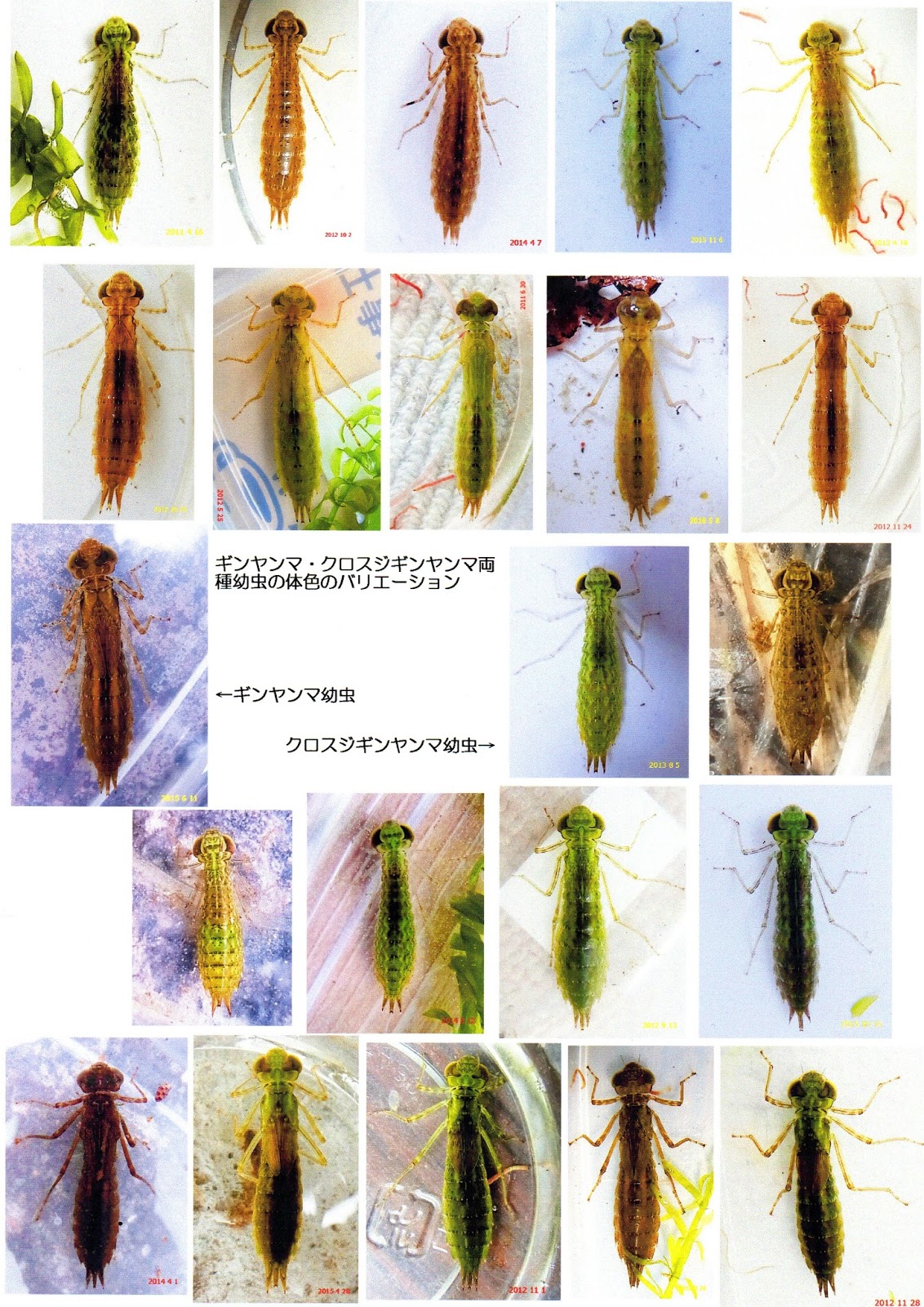 ヤゴから見えるトンボの不思議 2月 17 ヤゴから見えるトンボの不思議 2月 17