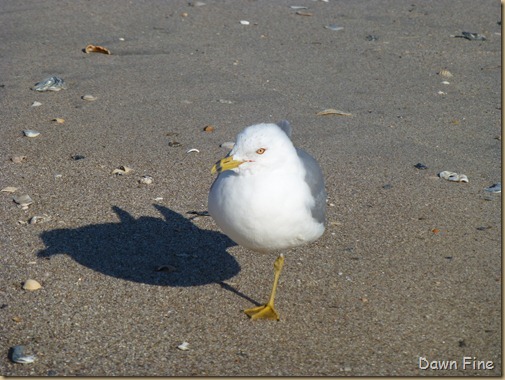 Edisto Beach State Park day 2_064