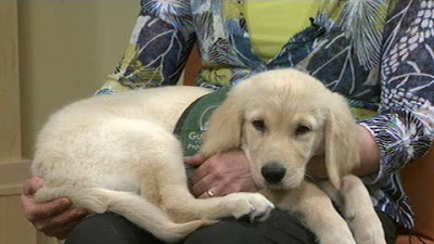 Guide Dog puppy Frasier