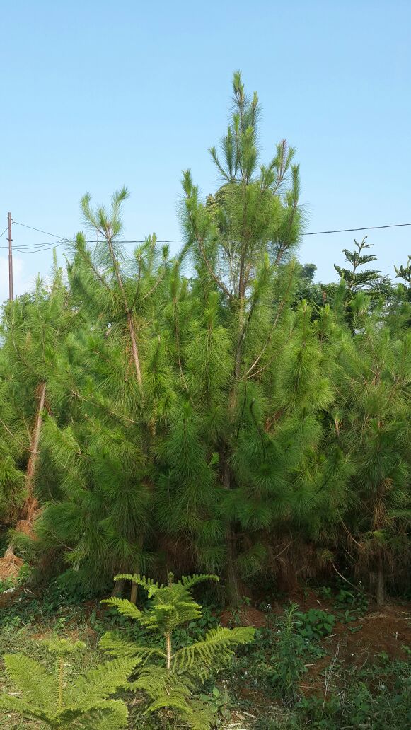 Jual Pohon  Cemara Pinus  Tukang Taman Serpong TLP 
