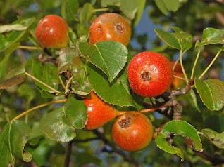 Груша лесная (Pyrus pyraster)