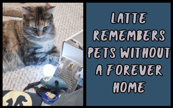 Latte remembers pets without a forever home