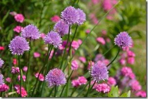 chives