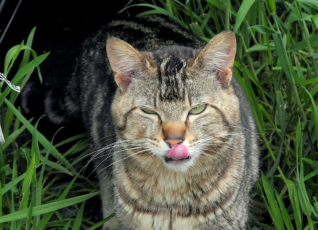 Feral Tabby Cat Lick Yum