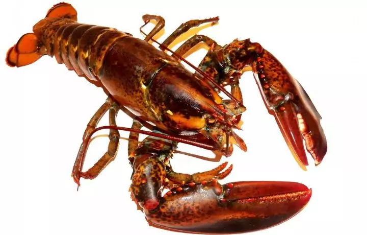 Lobster: The Most Unique Creatures of the Ocean
