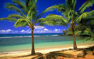 Strand en palmbomen in de zomer