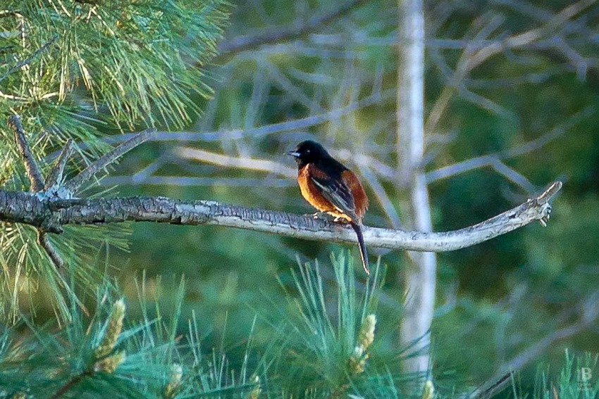 P1040328 Orchard Oriole