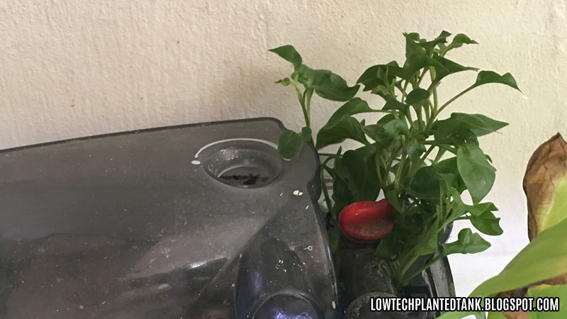 aquaponics