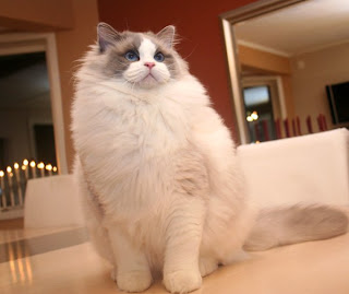 ragdoll cat species pets picture