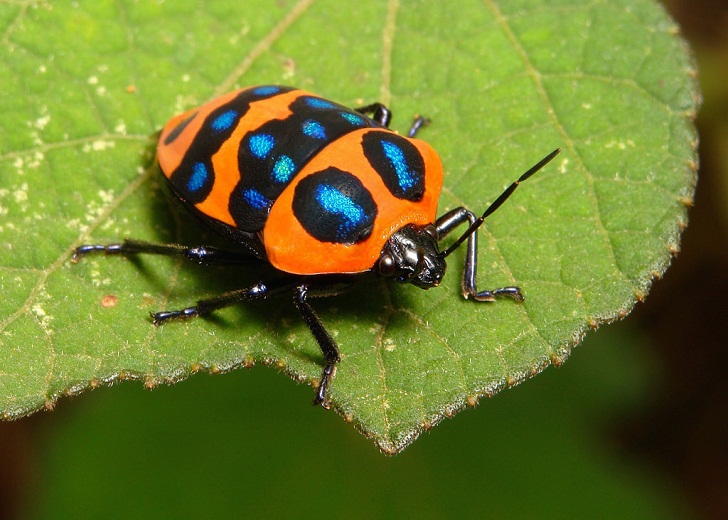 Apakah Racun Paederus Fuscipes Berbahaya?