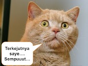 15+ Koleksi Cemerlang Gambar Kucing Kaget