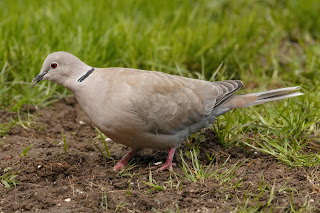 Collared dove DFBridgeman