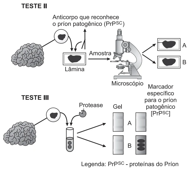 TESTE II E TESTE III