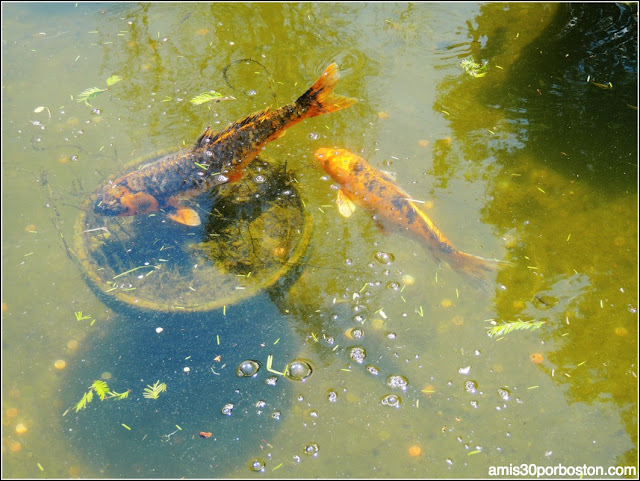 Dallas Arboretum & Botanical Garden: Peces Koi