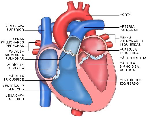 partes del corazon. PARTES DEL CORAZÓN