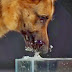 En cámara lenta: el secreto de cómo los perros pueden beber agua usando la lengua