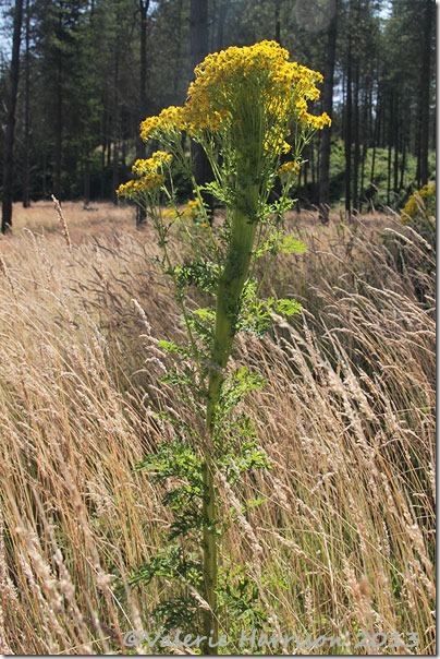 15-ragwort-fasciation