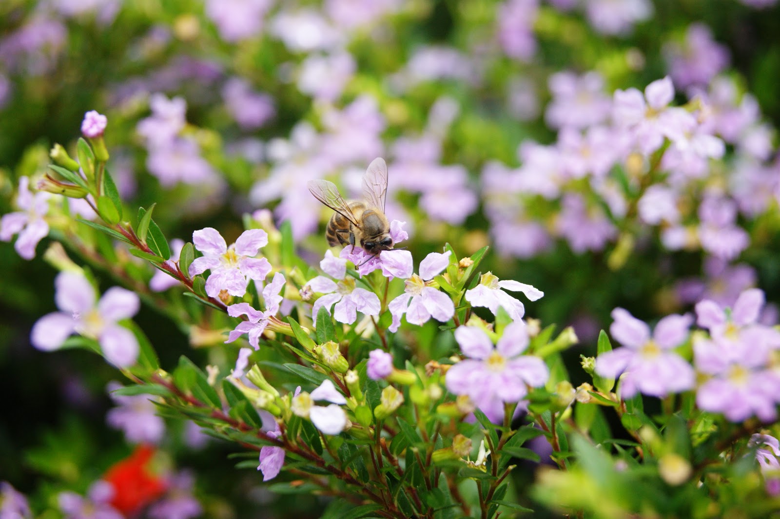 PhotoAjak Flora  dan  Fauna 