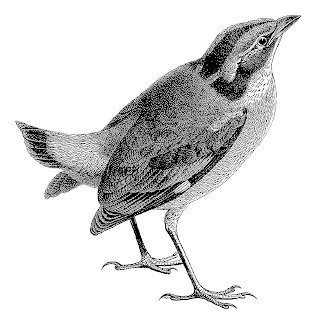 bird stock image illustration clipart download
