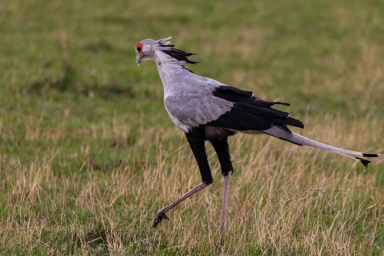 A Secretary bird with a long tail standing tall in its natural habitat.