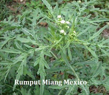Parthenium Hysterophorus - Rumput Miang Mexico