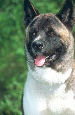 Akita