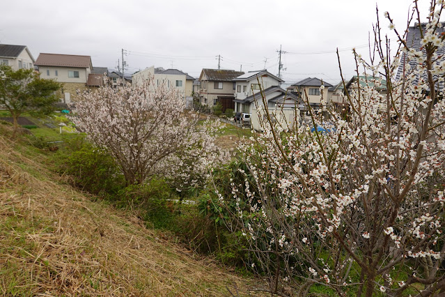 鳥取県米子市河岡 緑ヶ丘グリーンハイツ 早咲きの桜