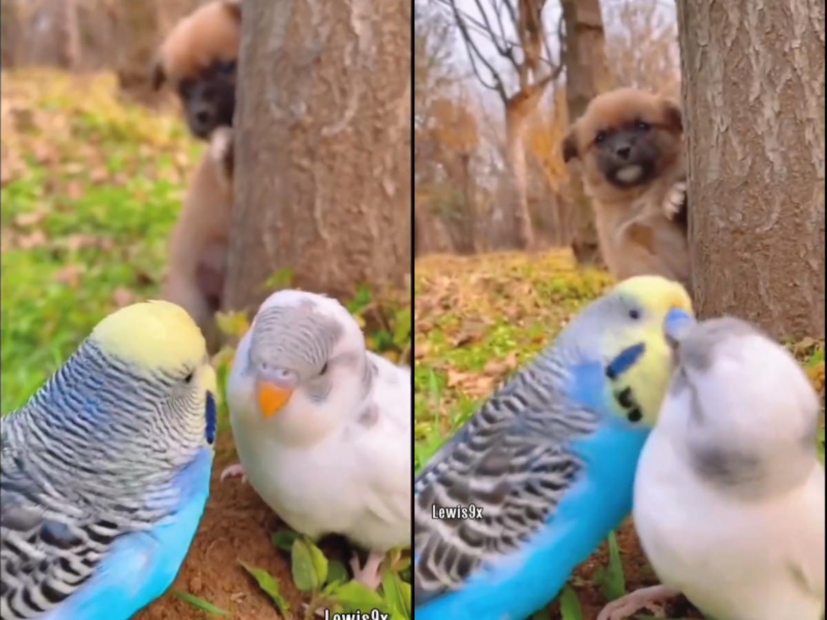 Puppy Steals Peeks at a Couple of Birds