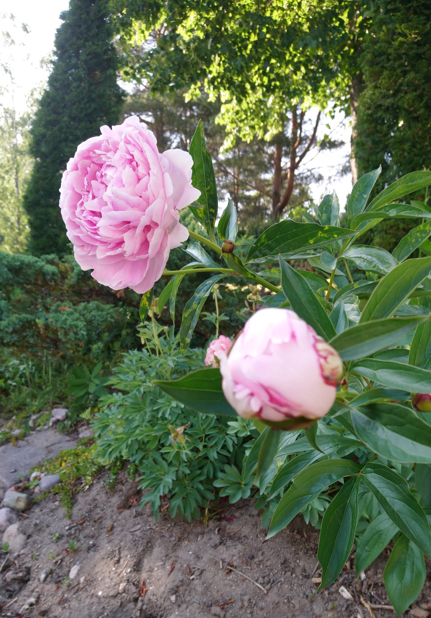 Paeonia lactiflora 'Sarah Bernhardt'