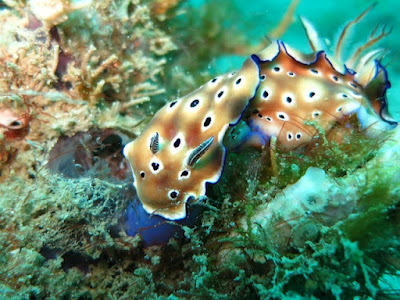 Nudibranch facts and information