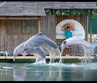  Underwater world and Dolphin lagoon Singapore