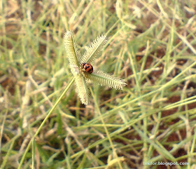Lady Bug.