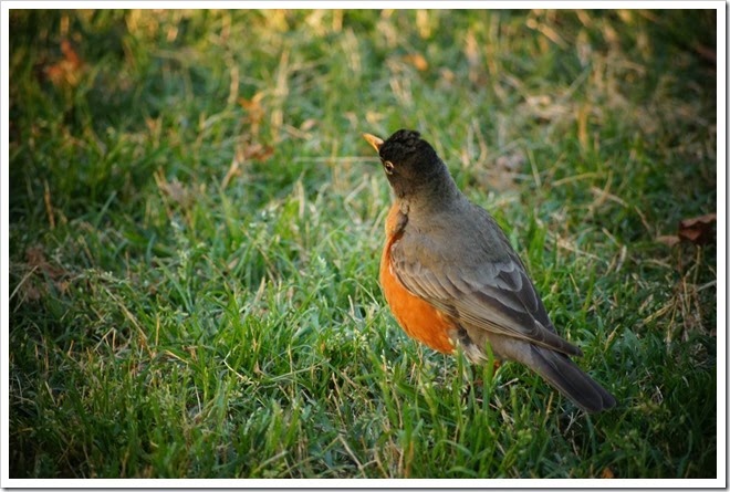 beautiful-bird-free-picture-1 (2261)