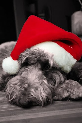 Santa Hat Seen On www.coolpicturegallery.us