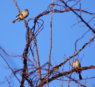 Tree Sparrows, 12/02/10 Broadmoor