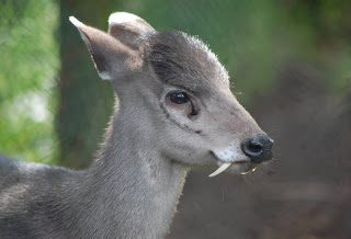 Tufted Deer - Hewan Aneh