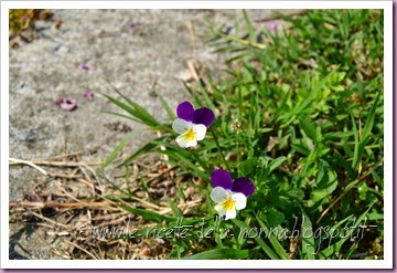 Violette