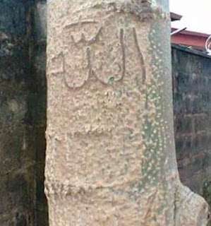  Mysterious 2 Moringa Trees With "ALLAH" Inscription Spring Up In Ogun