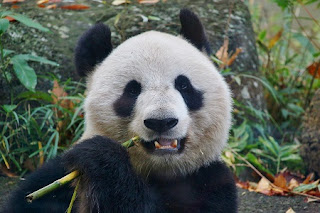 Giant Panda