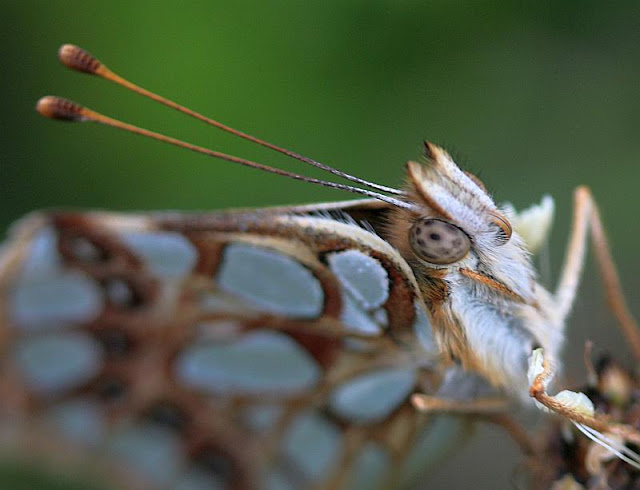 Kleiner Perlmutterfalter, Issoria lathonia