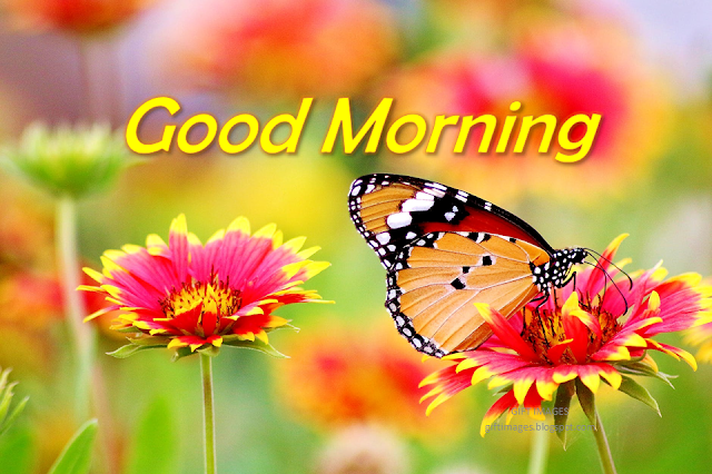 good morning messages for friends with pictures in hindi