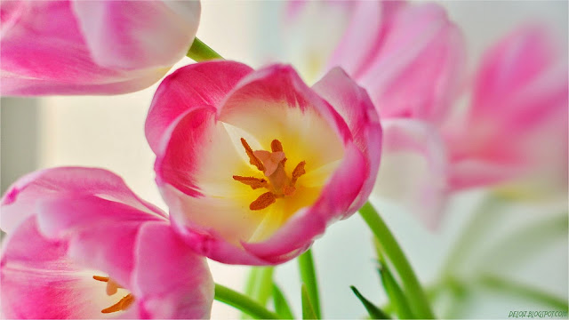 Wallpaper Bunga Tulip Pink