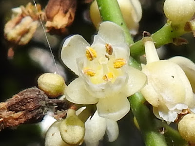 山香圓的花