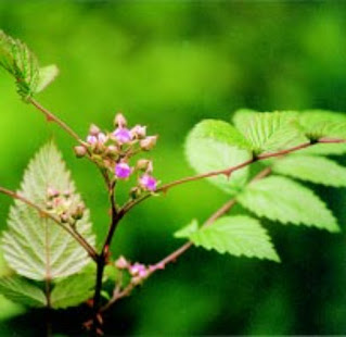 Ainselu (Rubus foliolosus)